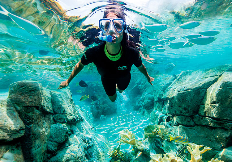 Discovery Cove: preço do dia com nado com golfinhos, por data